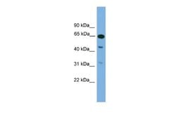 NPAS1 Rabbit anti-Mouse, Polyclonal, Novus Biologicals 0.1ml; Unconjugated:Antibodies,